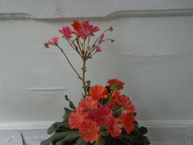 Lewisia