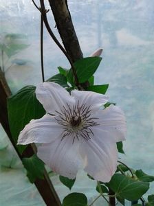 clematita cu floare alba la ghiveci  3m