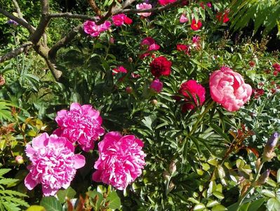 Edulis Superba, Coral Sunset, Red Charm