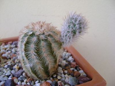 Echinocereus reichenbachii