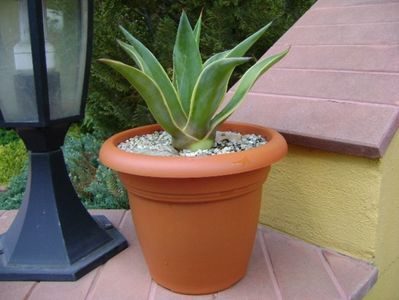 Agave desmettiana