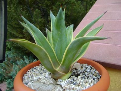 Agave desmettiana