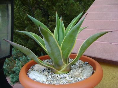 Agave desmettiana