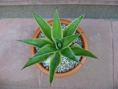 Agave desmettiana