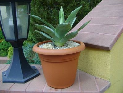 Agave ovatifolia