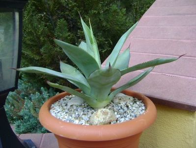 Agave ovatifolia