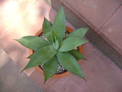 Agave ovatifolia