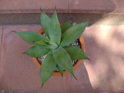 Agave ovatifolia