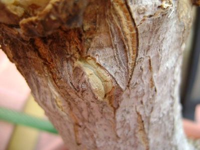 Beaucarnea recurvata (Nolina), cresteri noi