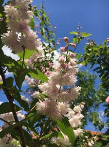 deutzia