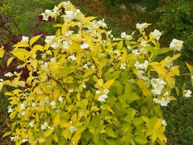 philadelphus aureus