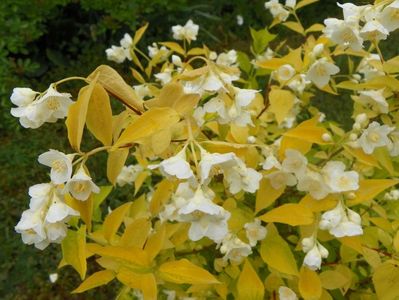 philadelphus aureus