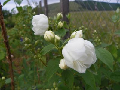 philadelphus Virginal