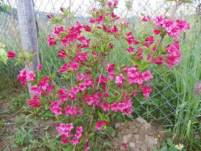 weigela Eva Rathke