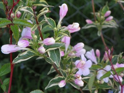 weigela variegata