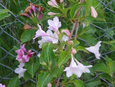 weigela alb-roz