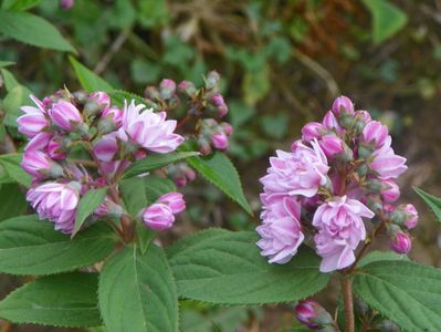 deutzia Rosea Plena