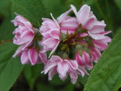 deutzia Rosea Plena