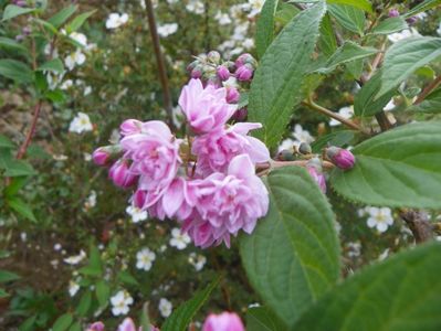 deutzia Rosea Plena