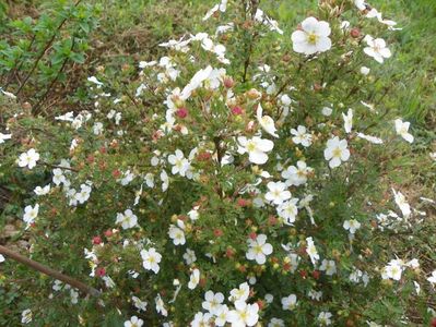 potentilla fruticosa Abbotswood