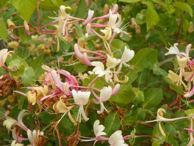 lonicera belgica