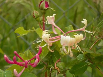 lonicera belgica