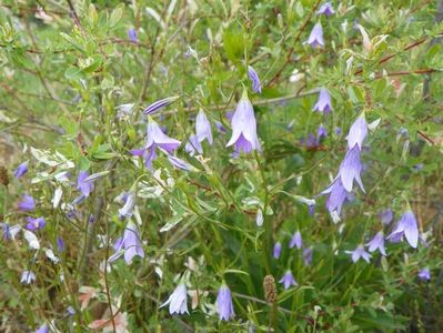 campanula patula