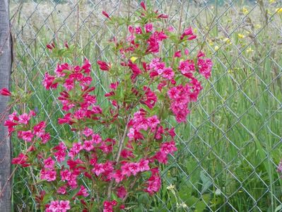 weigela Eva Rathke