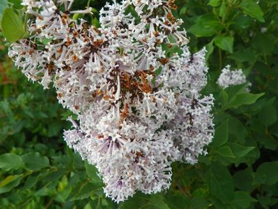 syringa Miss Kim