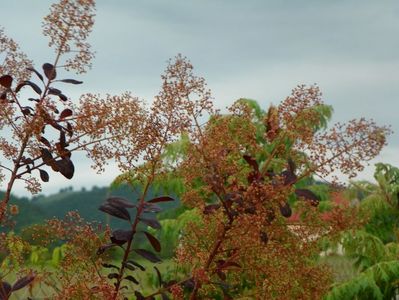 cotinus coggyria Royal Purple