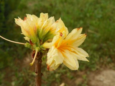 azalea Csardas