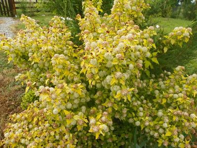 physocarpus Dart's Gold