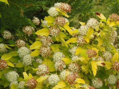 physocarpus Dart's Gold