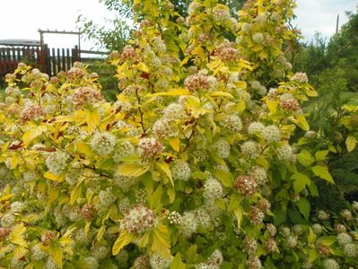 physocarpus Dart's Gold