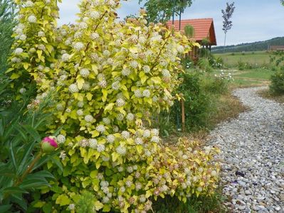 physocarpus Dart's Gold