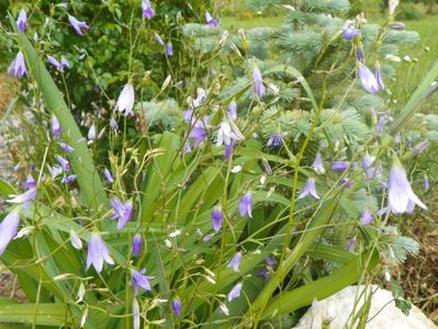 campanula patula