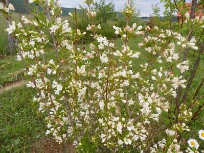 weigela candida