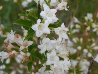 weigela candida