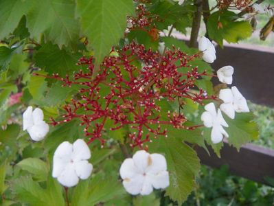 viburnum sargentii Onondaga