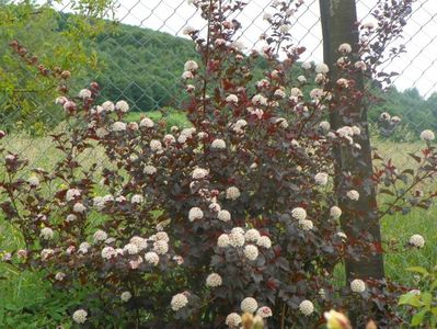 physocarpus Andre