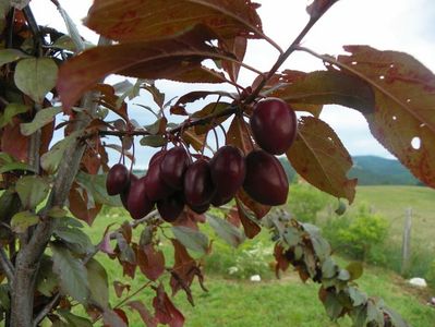 prunus cerasifera Trailblazer