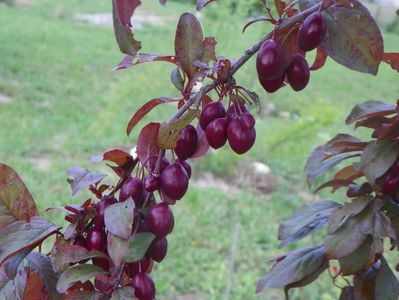 prunus cerasifera Trailblazer