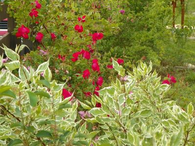 cornus alba sibirica variegata si Scharlachglut