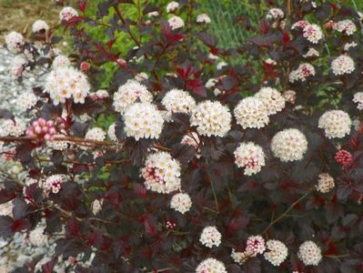 physocarpus Diabolo