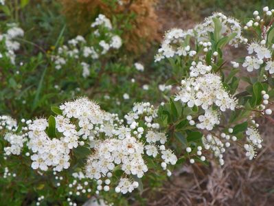 in sfarsit infloreste si pyracantha mea