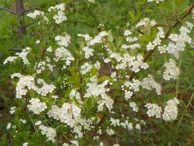 pyracantha Soleil d'Or