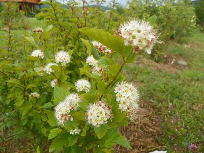 physocarpus luteus