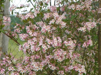 kolkwitzia amabilis Pink Cloud