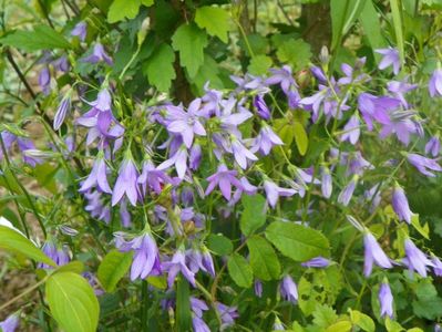 campanula patula