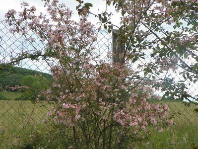 kolkwitzia amabilis Pink Cloud